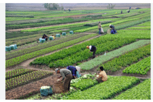 Agriculture in Bangladesh